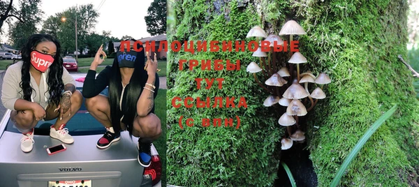 индика Болхов